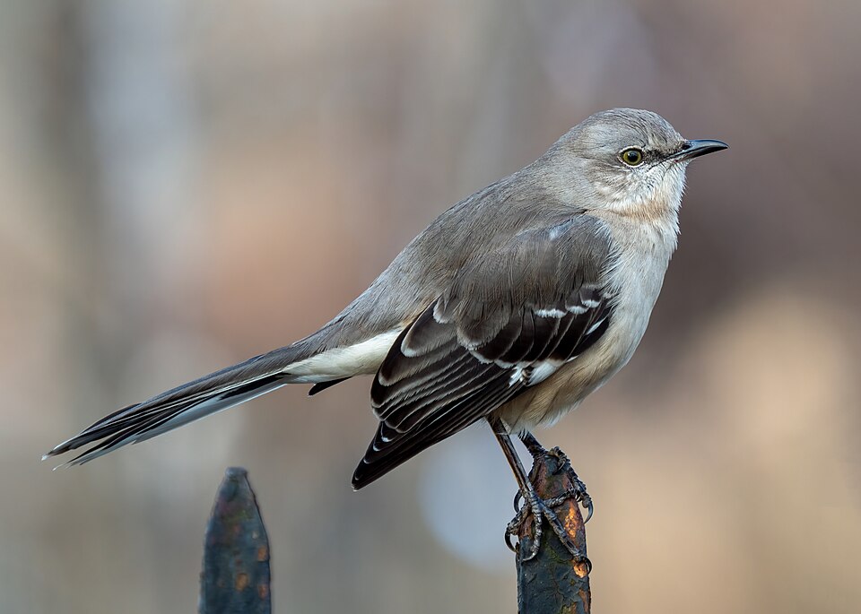 Northern Mockingbird, the state bird of Arkansas